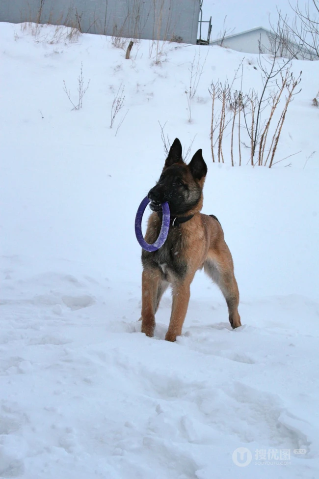 马犬（马里努阿犬），爆发力惊人的马犬高清图片 第5张
