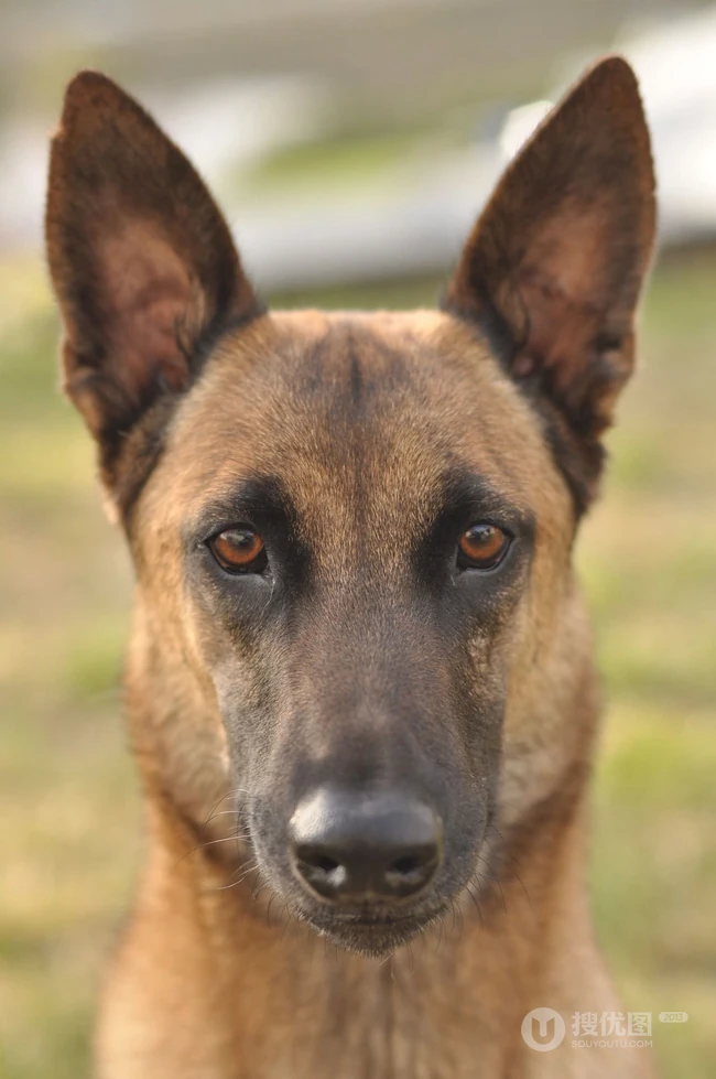 马犬（马里努阿犬），爆发力惊人的马犬高清图片 第4张