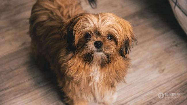 原产于中国的可爱西施犬草地游玩图片 第2张