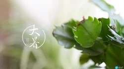 大暑节气壁纸，以小清新绿色养眼的蘑菇，绿叶，昆虫为背景的大暑文字壁纸