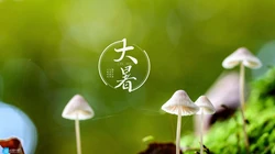 大暑节气壁纸，以小清新绿色养眼的蘑菇，绿叶，昆虫为背景的大暑文字壁纸