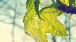 大暑节气壁纸，以小清新绿色养眼的蘑菇，绿叶，昆虫为背景的大暑文字壁纸
