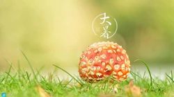 大暑节气壁纸，以小清新绿色养眼的蘑菇，绿叶，昆虫为背景的大暑文字壁纸
