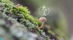 大暑节气壁纸，以小清新绿色养眼的蘑菇，绿叶，昆虫为背景的大暑文字壁纸