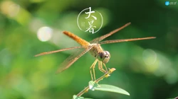 大暑节气壁纸，以小清新绿色养眼的蘑菇，绿叶，昆虫为背景的大暑文字壁纸