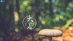 大暑节气壁纸，以小清新绿色养眼的蘑菇，绿叶，昆虫为背景的大暑文字壁纸