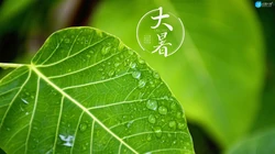 大暑节气壁纸，以小清新绿色养眼的蘑菇，绿叶，昆虫为背景的大暑文字壁纸