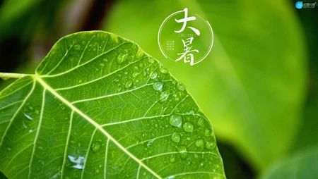 大暑节气壁纸，以小清新绿色养眼的蘑菇，绿叶，昆虫为背景的大暑文字壁纸