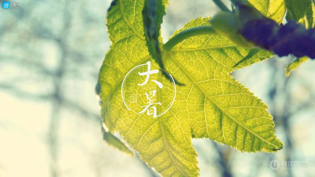 大暑节气壁纸，以小清新绿色养眼的蘑菇，绿叶，昆虫为背景的大暑文字壁纸