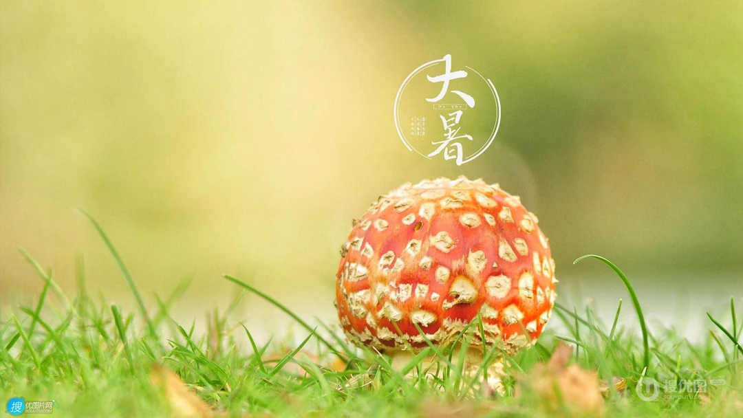 大暑节气壁纸，以小清新绿色养眼的蘑菇，绿叶，昆虫为背景的大暑文字壁纸