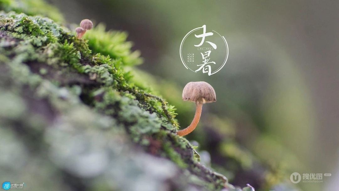 大暑节气壁纸，以小清新绿色养眼的蘑菇，绿叶，昆虫为背景的大暑文字壁纸