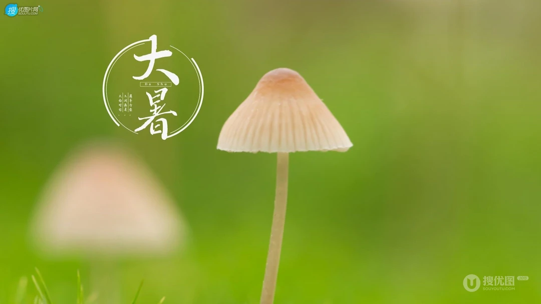 大暑节气壁纸，以小清新绿色养眼的蘑菇，绿叶，昆虫为背景的大暑文字壁纸