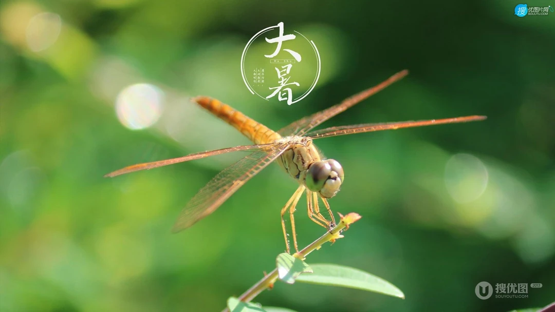 大暑节气壁纸，以小清新绿色养眼的蘑菇，绿叶，昆虫为背景的大暑文字壁纸
