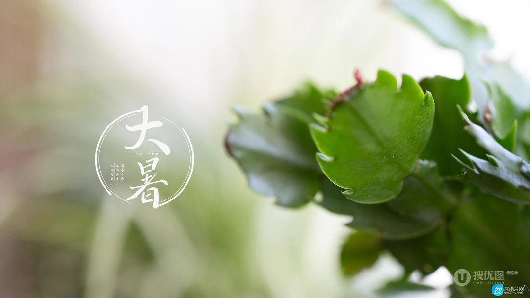 大暑节气壁纸，以小清新绿色养眼的蘑菇，绿叶，昆虫为背景的大暑文字壁纸