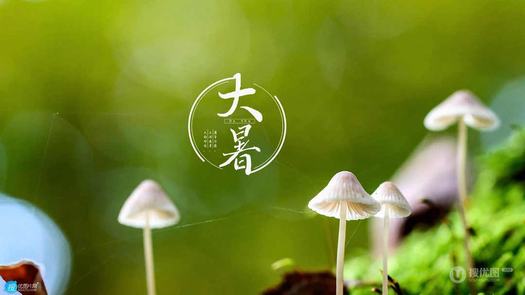 大暑节气壁纸，以小清新绿色养眼的蘑菇，绿叶，昆虫为背景的大暑文字壁纸