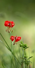 红色可人的有斑百合花草唯美摄影图片