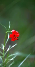 红色可人的有斑百合花草唯美摄影图片