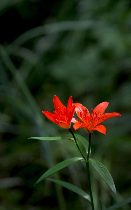 红色可人的有斑百合花草唯美摄影图片