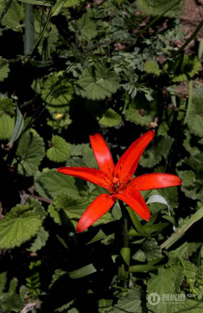 红色可人的有斑百合花草唯美摄影图片