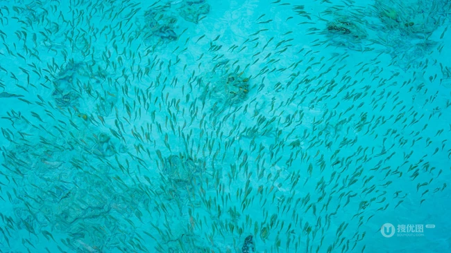 海洋深处各种不同的鱼群，鱼群风暴高清可爱壁纸图片 第7张