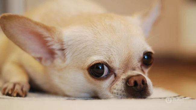世界上最小的犬种之一，可爱的宠物狗狗吉娃娃狗高清摄影图片 第2张