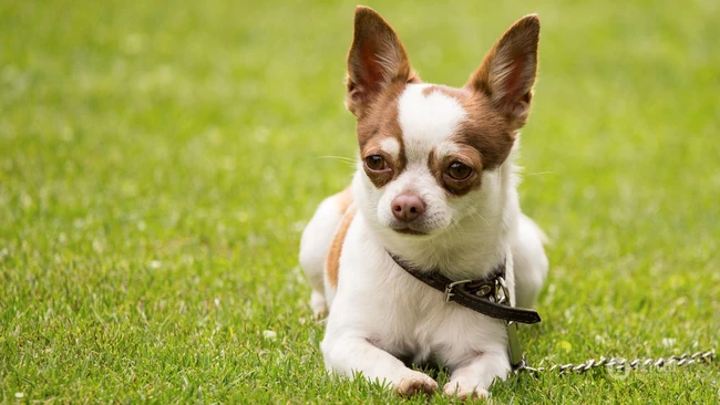世界上最小的犬种之一，可爱的宠物狗狗吉娃娃狗高清摄影图片 第1张