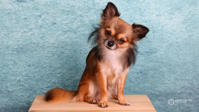 世界上最小的犬种之一，可爱的宠物狗狗吉娃娃狗高清摄影图片 第6张
