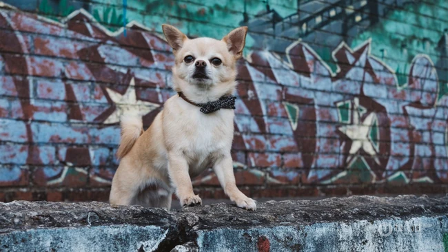世界上最小的犬种之一，可爱的宠物狗狗吉娃娃狗高清摄影图片 第7张