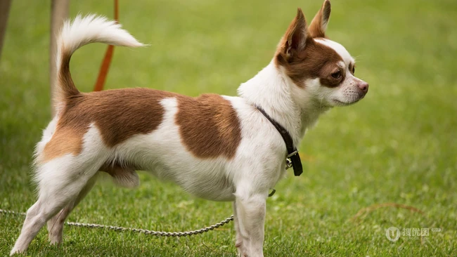 世界上最小的犬种之一，可爱的宠物狗狗吉娃娃狗高清摄影图片 第11张