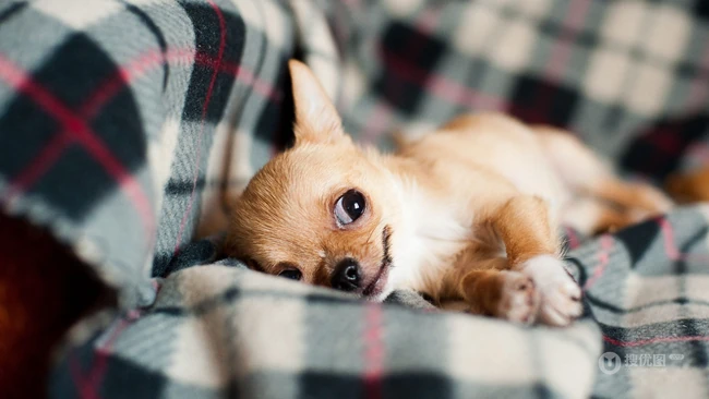 世界上最小的犬种之一，可爱的宠物狗狗吉娃娃狗高清摄影图片 第9张