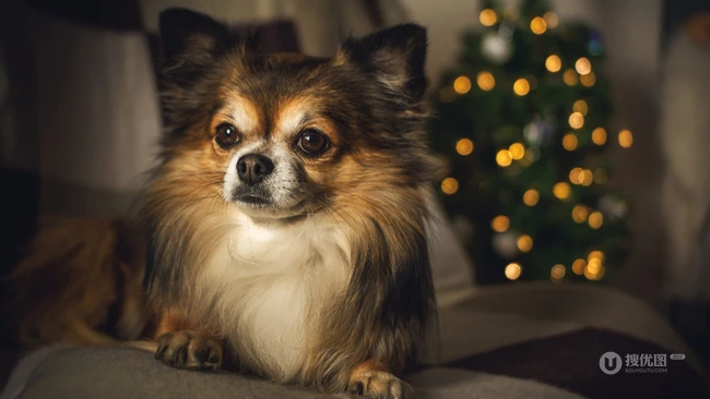 世界上最小的犬种之一，可爱的宠物狗狗吉娃娃狗高清摄影图片 第3张