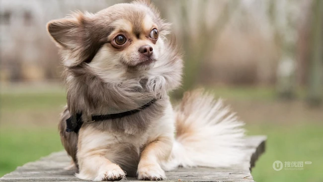 世界上最小的犬种之一，可爱的宠物狗狗吉娃娃狗高清摄影图片 第5张