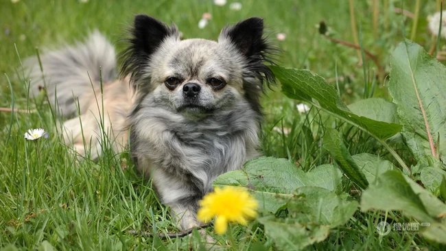 世界上最小的犬种之一，可爱的宠物狗狗吉娃娃狗高清摄影图片 第10张