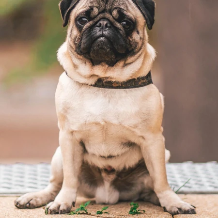 可爱的小型宠物犬种，走起路来像拳击手的巴哥犬（哈巴狗）高清图片
