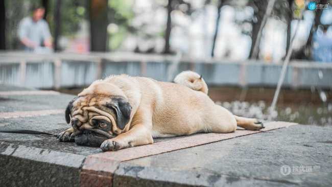 可爱的小型宠物犬种，走起路来像拳击手的巴哥犬（哈巴狗）高清图片 第7张