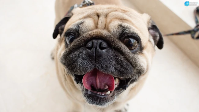 可爱的小型宠物犬种，走起路来像拳击手的巴哥犬（哈巴狗）高清图片 第6张