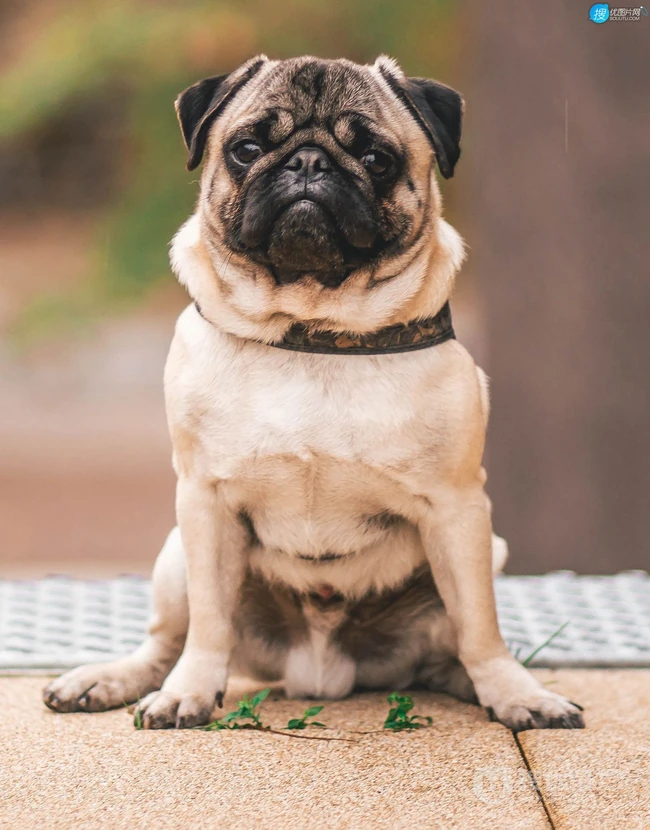可爱的小型宠物犬种，走起路来像拳击手的巴哥犬（哈巴狗）高清图片 第1张