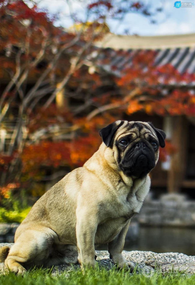可爱的小型宠物犬种，走起路来像拳击手的巴哥犬（哈巴狗）高清图片 第5张