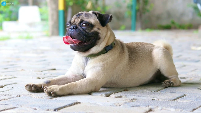 可爱的小型宠物犬种，走起路来像拳击手的巴哥犬（哈巴狗）高清图片 第8张