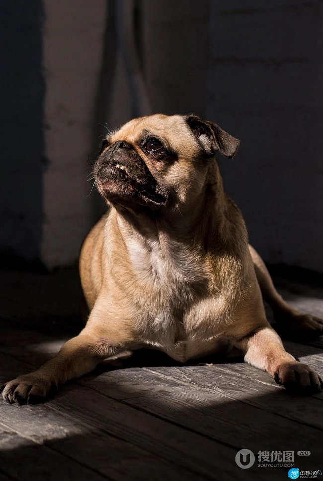可爱的小型宠物犬种，走起路来像拳击手的巴哥犬（哈巴狗）高清图片 第3张