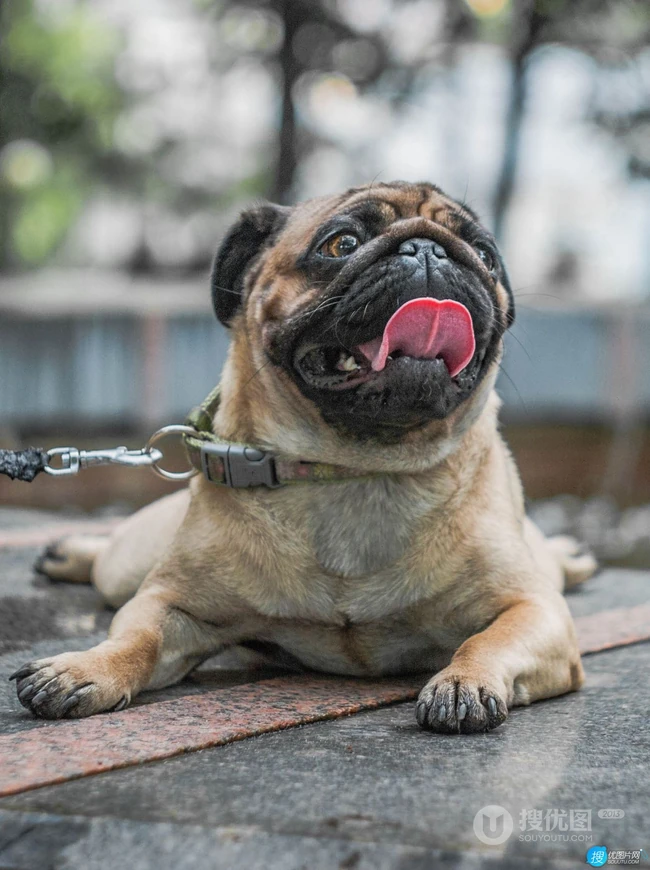 可爱的小型宠物犬种，走起路来像拳击手的巴哥犬（哈巴狗）高清图片 第4张