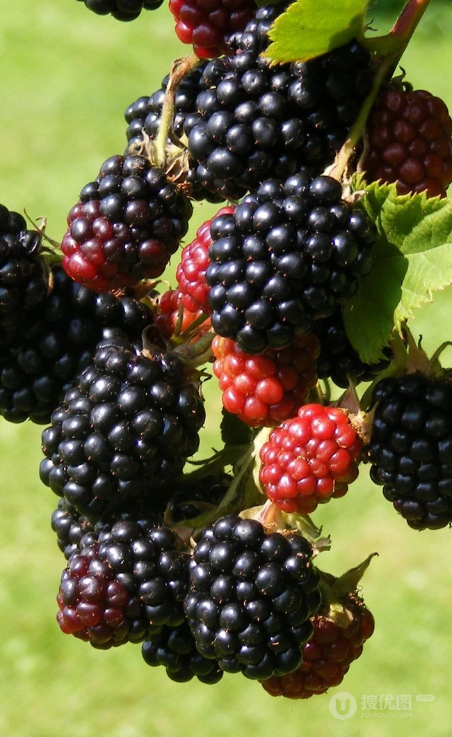 挂满枝头，红黑都有，药食同源的水果黑莓图片 第10张
