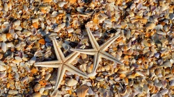 海边沙滩里的海星，贝壳等唯美静物摄影桌面壁纸图片