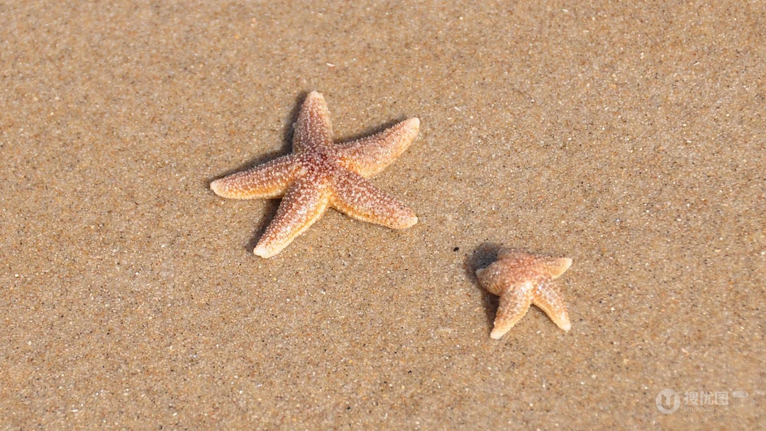 海边沙滩里的海星，贝壳等唯美静物摄影桌面壁纸图片