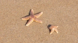 海边沙滩里的海星，贝壳等唯美静物摄影桌面壁纸图片