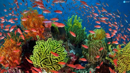 海底世界，各种鱼群，多彩珊瑚，唯美海底风光景色壁纸图片