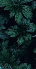 叶子，绿叶，高清微距植物摄影手机壁纸图片