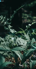 叶子，绿叶，高清微距植物摄影手机壁纸图片
