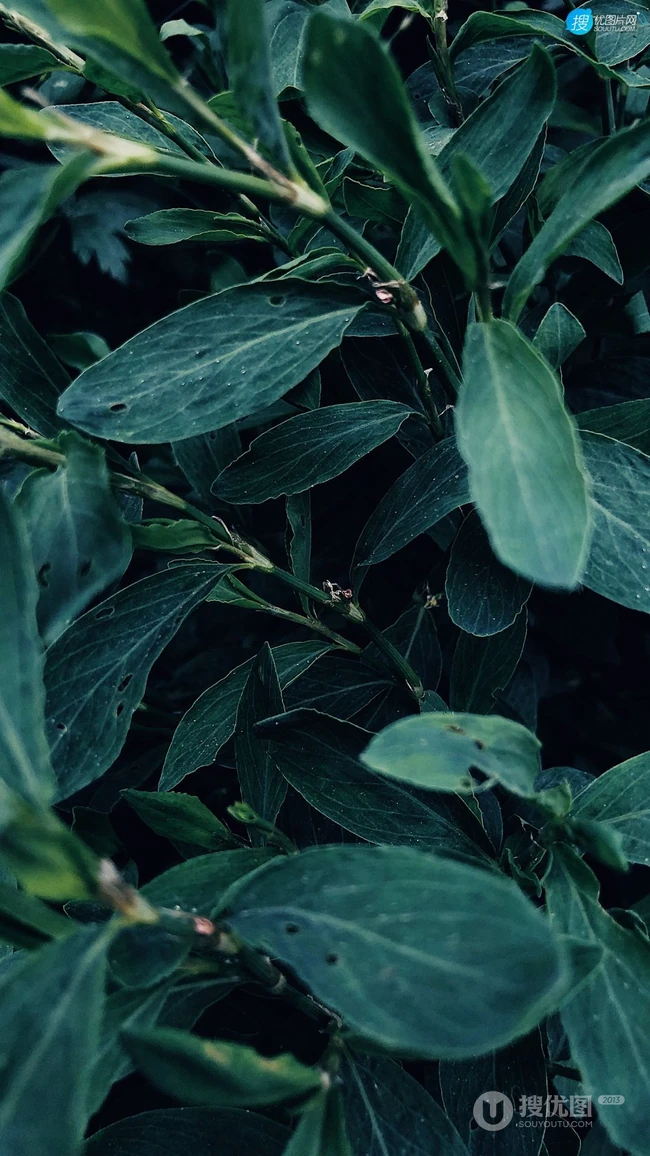 叶子，绿叶，高清微距植物摄影手机壁纸图片