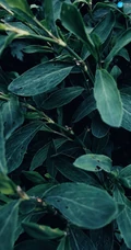 叶子，绿叶，高清微距植物摄影手机壁纸图片